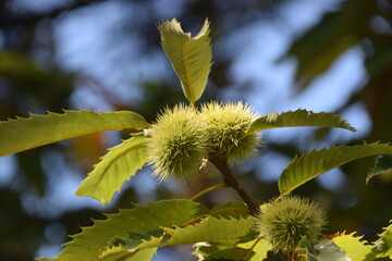 Chataignier d'italie Bogue du chataignier