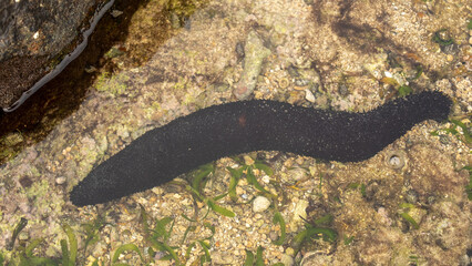 close-up photo, a large black sea cucumber on a shallow coastal coral reef. Aquarium background concept and marine life