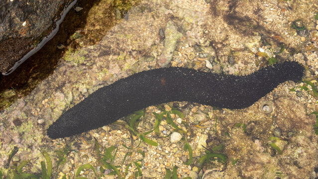 close-up photo, a large black sea cucumber on a shallow coastal coral reef. Aquarium background concept and marine life