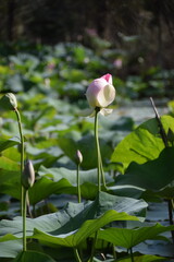 Nenuphares roses sur un lac en Italie 