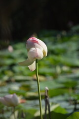 Nenuphares roses sur un lac en Italie 