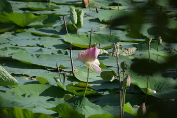N&eacute;nuphares roses sur un lac en Italie 