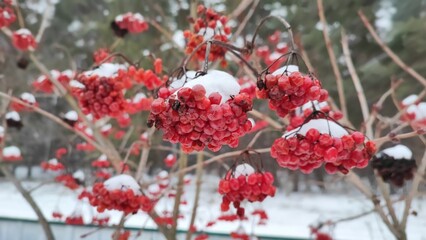 red berries in snow