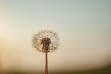 Obraz premium A dandelion with the sun behind it. Close Up of a beautiful common dandelion 