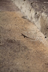 A small brown lizard basks in the warm sunlight, perched on a textured stone surface near a house wall. Its intricate scales glisten in the light, showcasing natures beauty in detail.