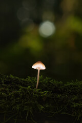 magischer Herbstwald