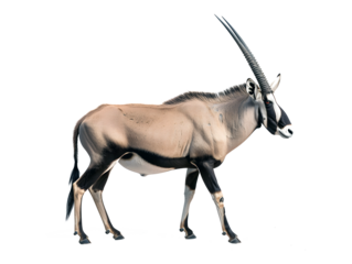 Oryx Gazella isolated on transparent background