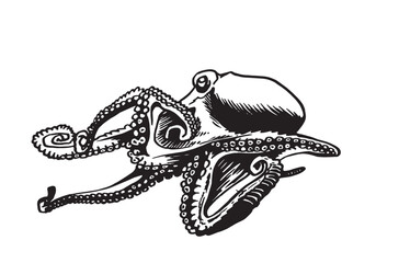 Obraz premium Graphical octopus isolated on white background,vector illustration. Sea-food 