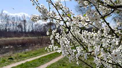landscape by the river in the spring