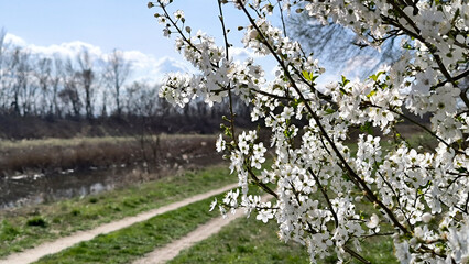 landscape by the river in the spring