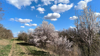 landscape by the river in the spring