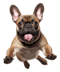 Fototapeta premium PNG Bulldog animal mammal pet.