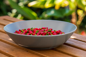 The small red Birds Eye Baby Chili collection after harvest phase
