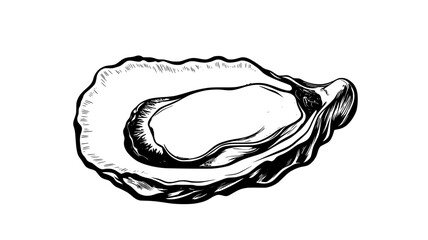 Cross-section of an oyster showing internal anatomy and adductor muscle, vector illustration art