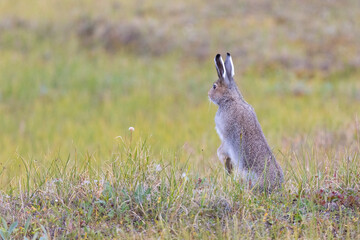 Big hare is sitting among the withered grass