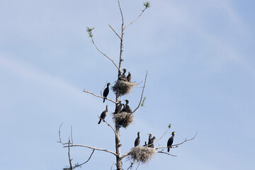Many great cormorant nests in the trees