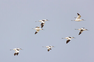 Fototapeta premium A large flock of Pied avocet flies in the sky. Red Book of Russia
