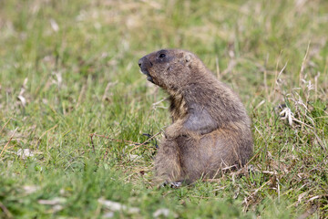 Bobak marmot stand on a grass on summer day