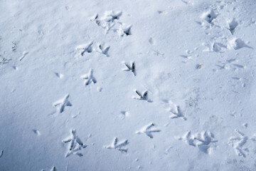 Winter weather and first snowing concept. Bird's tracks in snow. Background of footprints of bird feet on wet snowed layer on a ground in overcast weather, top view. Bird footprints in snow in winter.