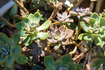 Lush and Colorful Succulents Growing Together in Sunlight