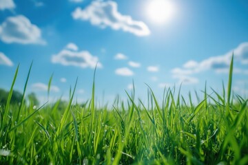 Fototapeta premium Field of grass with sunny background