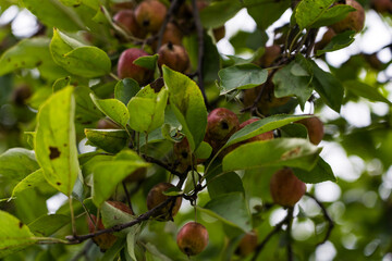A wild apple tree in the garden. Small wild apples on an apple tree