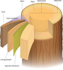 illustration of wood anatomy cross section © zombiu26
