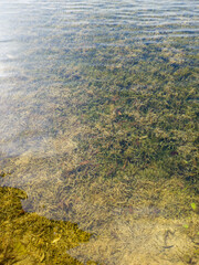 Serene Underwater Landscape with Sea Grass and Gentle Waves
