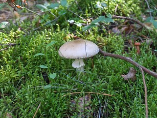 Belarus, Soligorsk, dacha, forest, mushrooms, boletus, greenhouse, flowers, lake, tomatoes, city, buildings, streets, trees, basket, stove, house interior