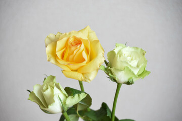 緑と黄色のばら