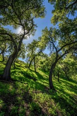 Sunshine Through Trees on Hill