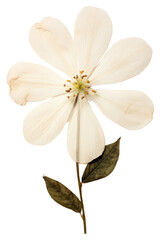 Fototapeta premium PNG Flower blossom petal plant.