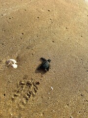 Baby turtle