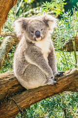Koala sitting on a branch 