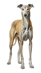 Obraz premium PNG Greyhound animal mammal dog.