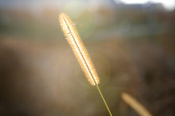 autumn foxtail in the sunshine