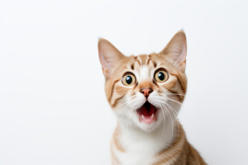 Obraz premium The cat reacting with surprise, wide eyes and open mouth