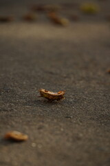 Aesculus hippocastanum, brown horse chestnuts, conker tree ripened fruits on the ground. Parts of the broken prickly shell lying around. Chestnut shell on the asphalt distant plan, close up photo.