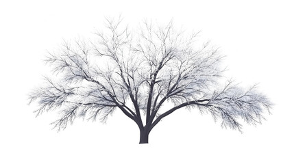 Fototapeta premium Christmas Snow Covered Tree with Intricate Branches, PNG file, transparent background.