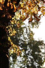 Yellow and brown chestnut leaves with natural light accentuating their intricate details and texture. Bright autumn leaves of chestnut tree on blue sky.