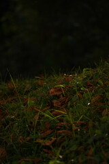 Autumn leaves laying down in the park and a piece of trash nearby. Fallen brown leaves of a chestnut tree on green grass.