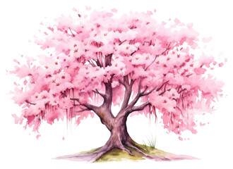 Obraz premium PNG Blossom flower plant tree.