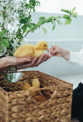 The duckling sits on the palm of the hand near the spring flowers. Ducklings are fed by hand. White background. Yellow duckling. Family animals