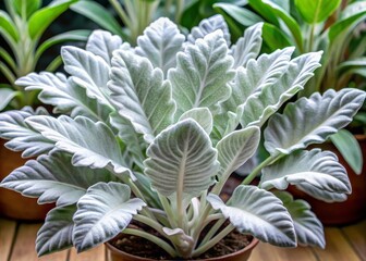 Fototapeta premium Stunning Silvery White Leaves of Senecio Candicans Angel Wings Plant, Beautiful Sea Cabbage Foliage for Home Decor
