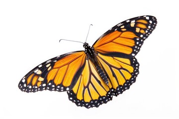 Fototapeta premium Butterfly Flying. Majestic Monarch Butterfly in Flight Against White Summer Sky