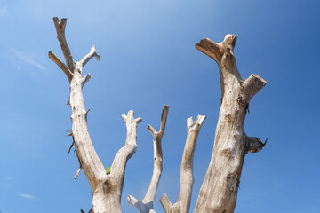 Dead tree trunk against bright blue sky background