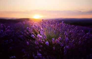 A close-up view of lavender flowers blooming in a field, with the setting sun casting a warm glow behind them.