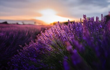 Obraz premium A field of purple lavender flowers against a blurred sunset sky.