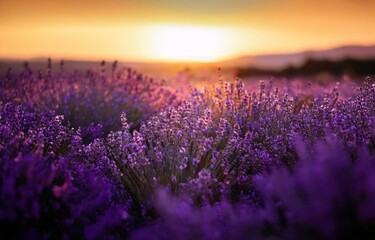 Obraz premium A field of purple lavender blossoms basks in the golden glow of a setting sun.