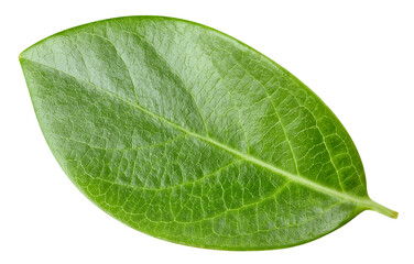 Nut leaf clipping path. Nut leaf isolated on white